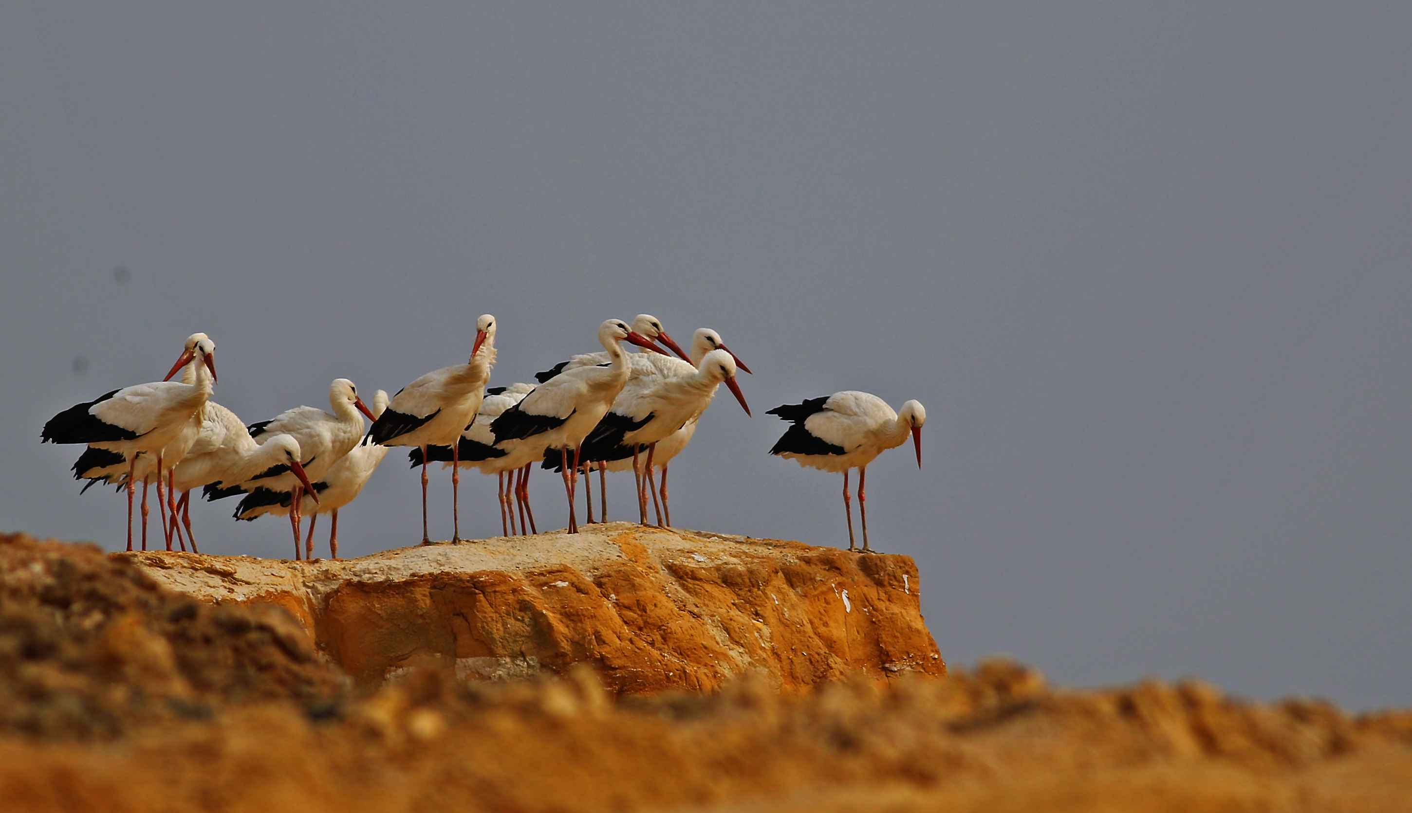 White Stork